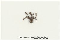 藏品(皺葉仙鶴苔)的圖片